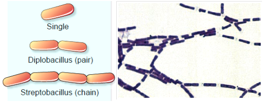 Bakteri berbentuk bacillus (batang)