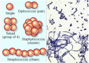 Bakteri berbentuk coccus (bulat) – Berbagi Informasi Mengenai Ilmu
