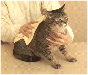 Menyemir atau menggosok bulu kucing dengan kain chamois