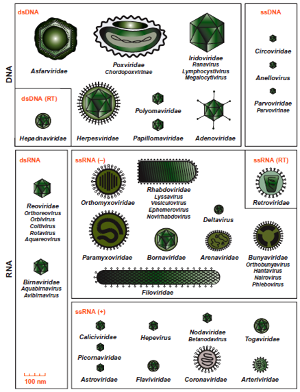 Morfologi dari berbagai famili dan genus virus yang menginfeksi vertebrata