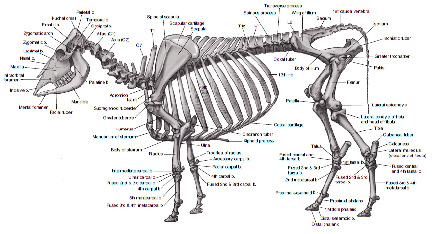 Anatomi tulang pada sapi