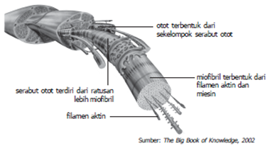 Bagian-bagian penyusun otot