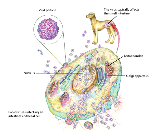 Canine parvovirus menyerang sel epitel usus
