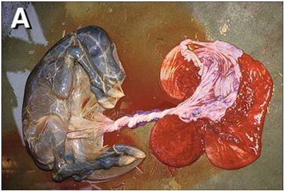 Fetus kuda yang mengalami aborsi akibat infeksi Equine herpesvirus type 1