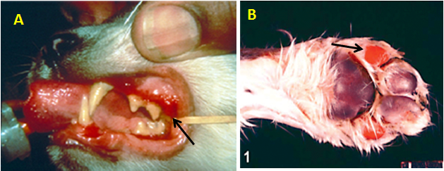 Gingivitis pada kucing terinfeksi yang terinfeksi feline calicivirus dan ulser pada telapak kaki kucing akibat
