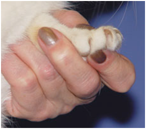 Memegang jari kaki kucing anda dengan ibu jari dan telunjuk serta menekan dengan lembut bagian bawah dari salah satu jari kaki