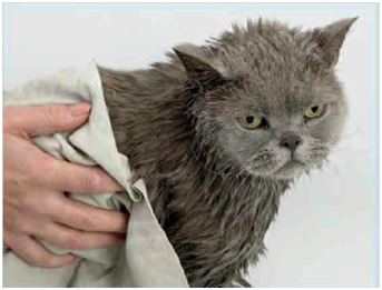 Mengeringkan bulu kucing yang basah dengan handuk lembut