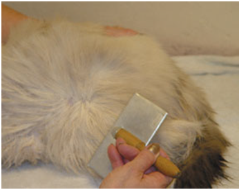 Menyikat bulu kucing dengan menggunakan slicker brush