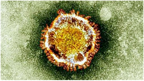 Middle East respiratory syndrome coronavirus (MERS-CoV) yang dilihat menggunakan mikroskop elektron