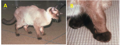 Poliartritis pada kucing akibat dari feline calicivirus