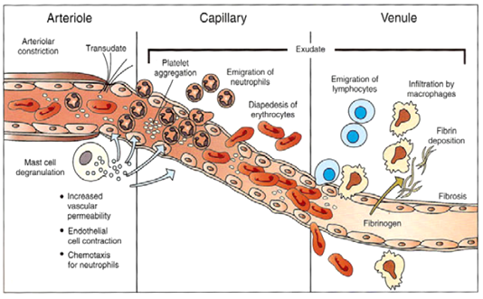 Respon seluler dan vaskuler selama terjadinya inflamasi