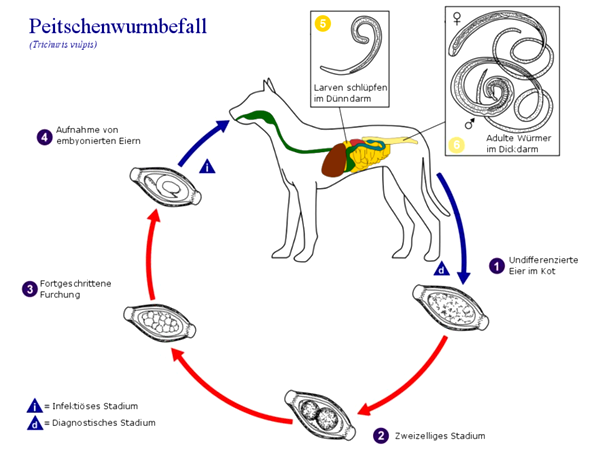 Siklus hidup Trichuris vulpis