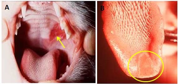 Ulser pada mulut dan lidah kucing yang terinfeksi feline calicivirus