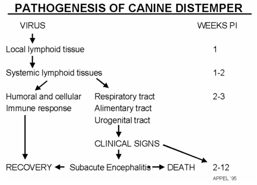 patogenesis Canine Distemper Virus (CDV)