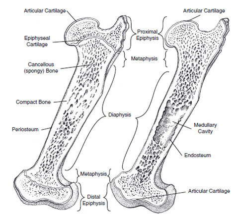 struktur tulang panjang