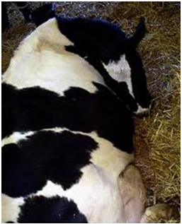 Gejala klinis dari hipokalsemia pada sapi yang ditandai dengan kepala dan leher terkulai ke samping  (di atas skapula) membentuk kurva S