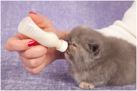 cara memberi susu pada anak kucing