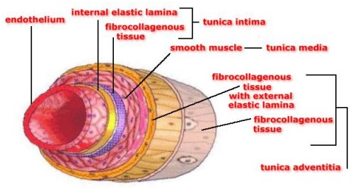 struktur-dari-arteri