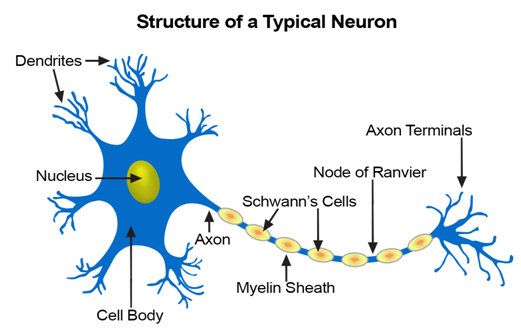 bagian-bagian-dari-neuron