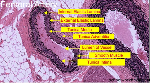 histologi-arteri