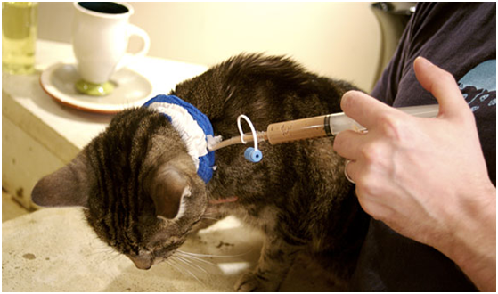 mengunakan-tube-feeding-pada-kucing