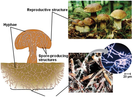 struktur-jamur-makrokopis