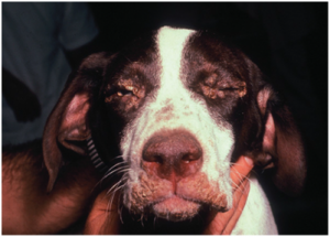 Gejala Klinis Canine Distemper Virus – Berbagi Informasi Mengenai Ilmu ...
