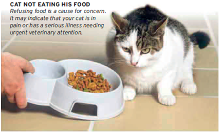Tanda-Tanda Kucing Mengalami Gangguan Kesehatan u2013 Berbagi 